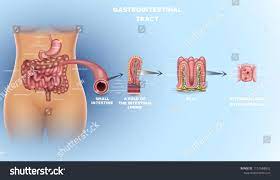 Gastrointestinal Tract Anatomy Intestinal Villi Small Intestine Lining Epithelial Cells With Microvilli Detailed I Gastrointestinal Anatomy Design Tutorials