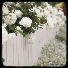 Picket Fence White Roses White Gardens White Picket Fence