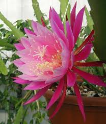 Well rooted epiphyllum orchid cactus queen of the night oxypetalum cereus plant with new growth leaves. 100 Epiphyllum Ideas Orchid Cactus Plants Orchids