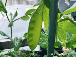 在BIDL的种豆日记- 知乎