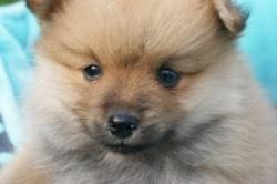 Und wir sichern jede bestellung mit unserer zufriedenheitsgarantie ab. Pommersche Hunde Bij Happy Doggy