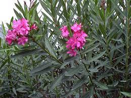 In fact, because of its hardiness, the plant is considered invasive in certain parts of the southwest and. Adelfa Nerium Oleander Garten Center Jardinitis