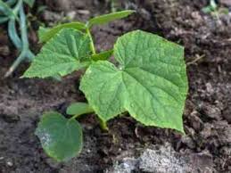 Federal government websites always use a.gov or.mil domain. Cucumber Home Farmer