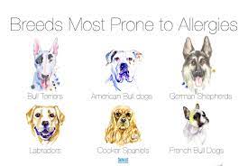 How To Choose The Best Hypoallergenic Dog Food For Allergies Darwin S Natural Pet Products Darwin S Pet Food