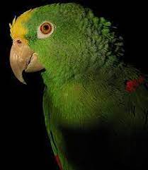 Pin En Pajaros