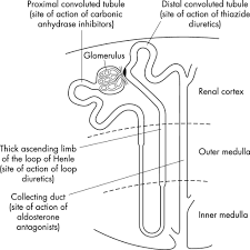 nephron the functioning unit of the kidney interactive