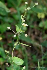 Image result for Sida veronicifolia