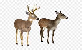 Deer Clipart Transparent Background White Tailed Deer White Background Png Download 1757631 Pinclipart 12,843 free images of white background. deer clipart transparent background