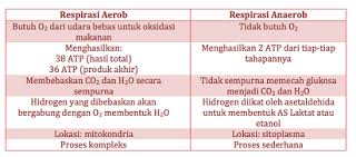 Perbedaan Bakteri Aerob Dan Anaerob Pengertian Respirasi Aerob Hidup Produk Kebebasan
