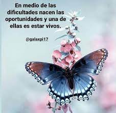 Pin By Gloria Silva On Mariposas Frases Positivas Insects Animals