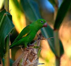 You may also feed your pet fresh fruits, dried berries, vegetables, pine nuts, etc. Yellow Chevroned Parakeet Brotogeris Chiriri Exotic Birds Of South America