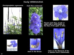 Image result for Stachytarpheta cayennensis