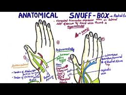 Anatomical Snuff Box Radial Fossa Anatomy Youtube Anatomical snuff box fully explained with notes+images+videos so that you can answer any mcq on anatomical snuff box. anatomical snuff box radial fossa anatomy