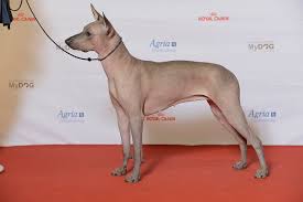 You get to help decide with your votes! Xoloitzcuintle Wikipedia