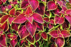 Check spelling or type a new query. 6 Colourful Plants Ideal For A Shade Garden Garden Outdoor Lifestyle