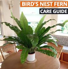 Asplenium Nidus Bird S Nest Fern Bird Nest Fern Ferns Garden Asparagus Fern