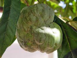 Image result for Annona squamosa