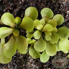 Image result for Genlisea