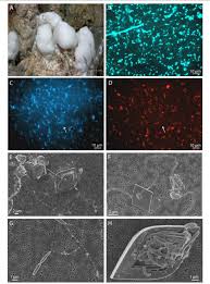 The vent is part of the northernmost hydrothermal vent field yet seen and sampled. Figure 2 From Novel Barite Chimneys At The Loki S Castle Vent Field Shed Light On Key Factors Shaping Microbial Communities And Functions In Hydrothermal Systems Semantic Scholar