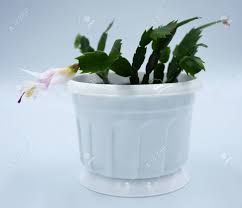 Christmas cactus are popular blooming houseplants. Delicate White Christmas Cactus Flowers Blooming In Winter Stock Photo Picture And Royalty Free Image Image 138346133
