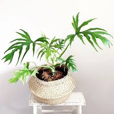 Philodendron Warscewiczii House Plants Plants Flora
