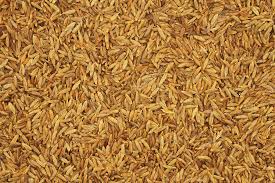 The cummin, cuminum cymlnum, linne (n.o. Cumin Seeds Background Free Stock Photo C M Photographer 83267658