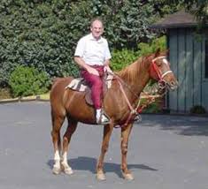 Equine Lameness Equine Wobblers Syndrome Equine Neurological Deficits