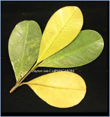 Image result for Calophyllum
