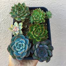 Image result for Asystasia glandulosa