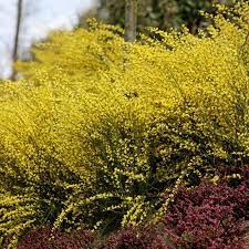 Cytisus Praecox Allgold Broom In 2020 Shrubs White Flowering Shrubs Gravel Garden