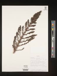 Image result for Anthospermum vallicola