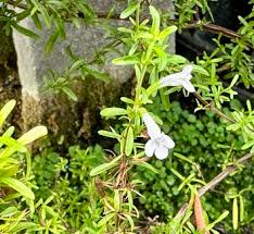 Image result for Clinopodium simense