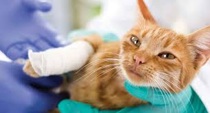My 9 year old cat waffles sprained/strained his right back leg while running, i took him to the vet they took xrays, and after 3 vets reveiwed them and $200. Your Injured Cat Broken Leg Information And Advice