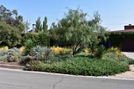Width general water requirements median/street/ right of way park/open space ornamental landscape project tree: El Paso It S A Dry Heat