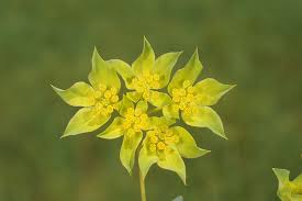 Image result for Bupleurum rotundifolium