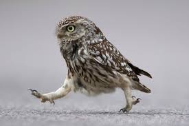 Janelle Horn Little Owl By Tony House Be Right Back Honey Just Going To Go Pick Up Some Milk And Dead Mice For Dinner Dyr Sjove Dyr Ugler