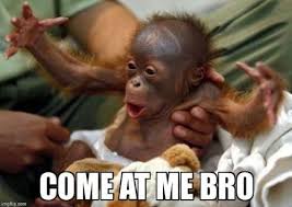 Best Animal Come At Me Bro Cute Monkey Pictures Baby Chimpanzee Monkey Pictures