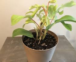 Identify your indoor house plants! Espoma Your Plants Are Trying To Tell You Something Espoma