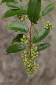 Image result for Embelia