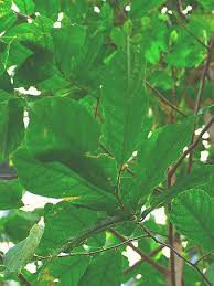 Image result for Antiaris