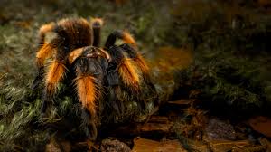 Image result for Emilia brachycephala