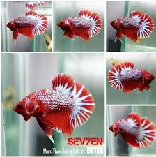 Ada yang budidaya ikan ini untuk sekedar hobi, ada juga yang untuk dijual. Bisnis Ikan Cupang Koi Tembus Pasaran Mancanegara Kordanews