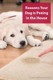 My Dog Is Peeing Inside Dogs Peeing In House Dog Training Obedience Puppies