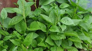 Image result for Basellaceae