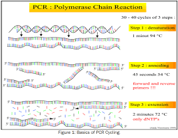 Pcr Technique With Its Application Open Access Journals