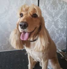 Cocker Spaniel Haircut Cocker Spaniel Haircut Cocker Spaniel Grooming Dog Haircuts