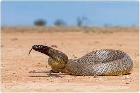 Snake Stem Cells Create Real Venom To Use As Medicine