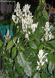 Image result for Whitfieldia thollonii