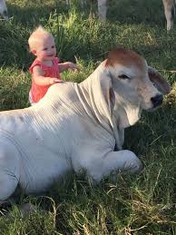 Find the perfect brahman cattle stock photos and editorial news pictures from getty images. 11 Things Only Brahman People Understand Ranch House Designs Inc