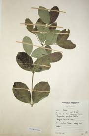 Image result for Hippocratea parviflora